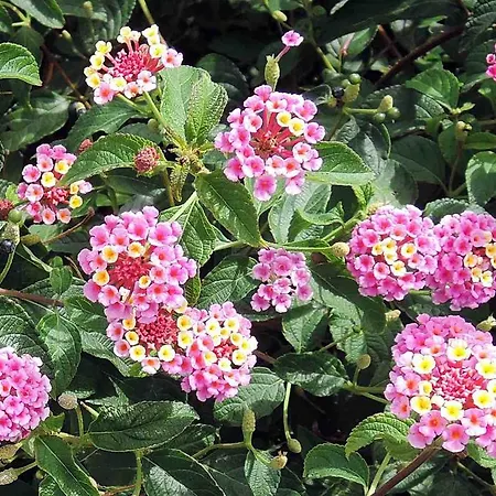 Les Oliviers Aparthotel 4*