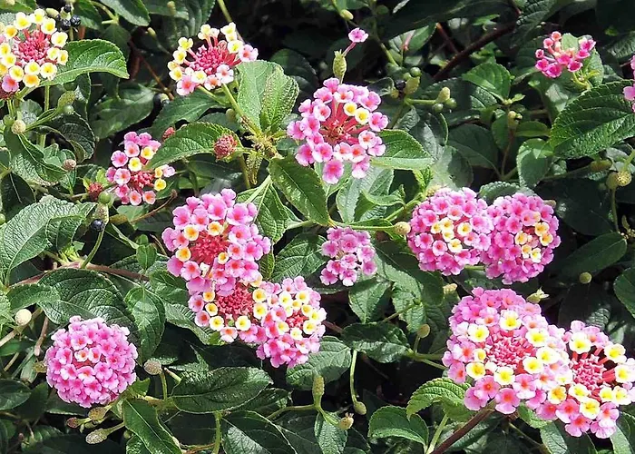 Les Oliviers Apart Otel 4*